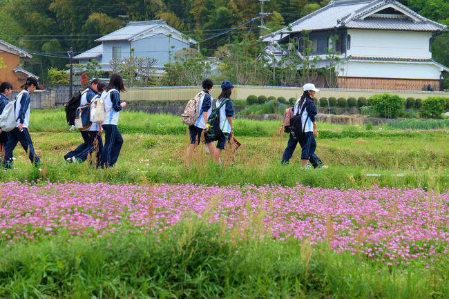 昨年はもう来る事は無いと、、考えていたのに<br /><br />今年も　明日香村へ。。。<br /><br />愛しの明日香村−１　亀石まで<br />http://4travel.jp/travelogue/10149427<br />愛しの明日香村ー２　橘寺まで<br />http://4travel.jp/travelogue/10149673<br />愛しの明日香村ー３　石舞台まで<br />http://4travel.jp/travelogue/10149969<br />愛しの明日香村ー４　最終編<br />http://4travel.jp/travelogue/10150158<br /><br />２０１５　１月　小山田遺跡現地説明会へ<br />http://4travel.jp/travelogue/10973912<br />２０１５　１月　小山田遺跡現地説明会　上<br />http://4travel.jp/travelogue/10974189<br />２０１５　１月　小山田遺跡現地説明会　下<br />http://4travel.jp/travelogue/10974190<br />２０１５　１月　岩屋山古墳　牽牛子古墳　真弓鑵子塚古墳古墳<br />http://4travel.jp/travelogue/10974486<br />２０１５　１月　愛しの飛鳥<br />http://4travel.jp/travelogue/10974536<br /><br />２０１５　４月　愛しの明日香村　甘樫の丘　飛鳥座神社　編<br />http://4travel.jp/travelogue/11000914<br />２０１５　４月　愛しの明日香村　飛鳥寺　ことだま　編<br />http://4travel.jp/travelogue/11000997<br />２０１５　４月　愛しの明日香村　橘寺　編<br />http://4travel.jp/travelogue/11001211<br /><br />２０１６　４月　愛しの明日香村　早朝散歩　上<br />http://4travel.jp/travelogue/11125450<br />２０１６　４月　愛しの明日香村　早朝散歩　下<br />http://4travel.jp/travelogue/11125631<br />２０１６　４月　愛しの明日香村　ＭＩＣＨＩＭＯで巡る　飛鳥の郷　上<br />http://4travel.jp/travelogue/11125972<br />２０１６　４月　愛しの明日香村　ＭＩＣＨＩＭＯで巡る　飛鳥の郷　下<br />http://4travel.jp/travelogue/11125975<br />