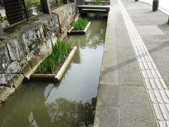 道の両脇に鯉が泳いでる殿町通り、風格のある道を町歩き/島根・津和野