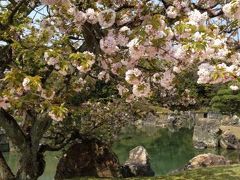 西へ☆桜の季節の京都を歩く