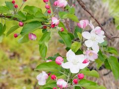 りんごの花との初対面♪