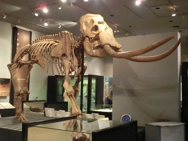 「千葉県立中央博物館」は「千葉市」にある「県立青葉の森公園内」にある「１９８９年（平成元年）」に開館した「房総の自然誌と歴史に関する展示」を行っている「総合博物館」です。<br /><br />写真は「地学展示室」の「ナウマンゾウの骨格標本」です。