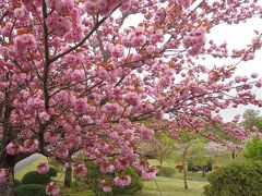 八重桜が見頃の「つがの里花彩祭」