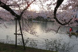 2016春、奥羽の桜(25/38)：4月23日(16)：弘前市(6)：弘前公園の満開の桜、お堀