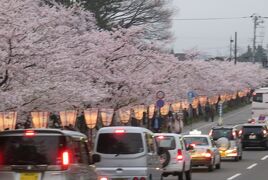 2016春、奥羽の桜(28/38)：4月23日(19)：弘前市(9)：満開の桜、三葉躑躅、椿