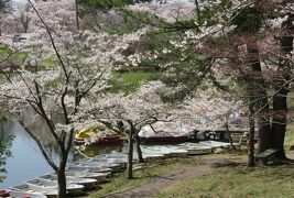 2016春、奥羽の桜(30/38)：4月24日(2)：五所川原市(1)：芦野公園、ほぼ満開の染井吉野