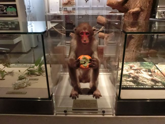 「千葉県立中央博物館」は「千葉市」にある「県立青葉の森公園内」にある「１９８９年（平成元年）」に開館した「房総の自然誌と歴史に関する展示」を行っている「総合博物館」です。<br /><br />写真は「生物展示室」の「サルの標本」です。
