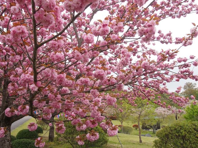 4月の中旬も過ぎると八重桜が見頃の所が何か所か出てくるので、<br />曇り空だったけどちょっと出かけて来よ〜!っと…<br /><br />急に思い立ったから知ってる所だけ<br />先ずは「つがの里」の八重桜を見るのに車を走らせました<br /><br />やはり曇ってて思ったような写真は撮れませんでしたが<br />人も少なくゆっくり見られて良かったです。<br /><br /><br /><br /><br />