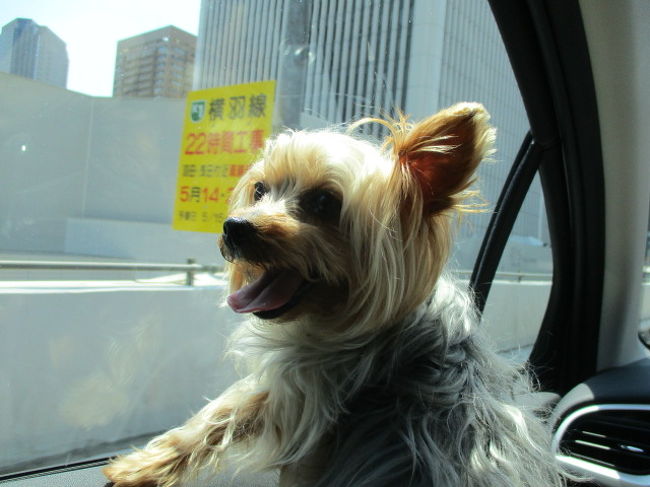 東京から日帰り犬連れドライブ　小谷流（こやる）の里ドギーズアイランド、帰りはピーナツを買う。