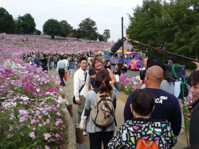 昭和記念公園：コスモス&amp;石ちゃん(石塚英彦さん)が来園 2009/10/17<br /><br />立川にある昭和記念公園へコスモスを見に行きました。<br />ここのコスモス園は幾つかに分けられており、時期をずらして最盛期を長く楽しめる工夫をしています。<br />私は、余り手を入れていない自然のままのコスモス畑の方が好きですね。<br />園内はコスモス畑以外にも色々楽しめるものがあります。ちょうど、撮影で石ちゃんが来ていました。<br />皆さん、コスモス畑をそっちのけで石ちゃんを追っかけていました。<br /><br />【写真】石ちゃんと後姿のくまさん