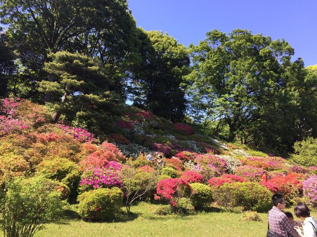 【東京さんぽ】六義園つつじ祭