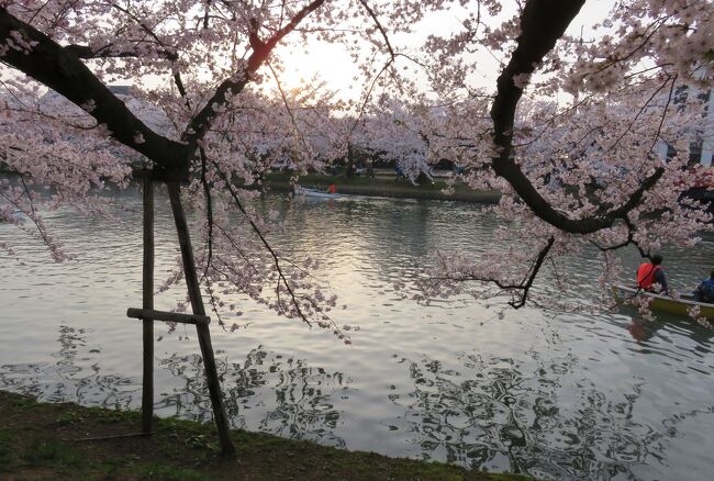 弘前公園の満開の染井吉野と枝垂桜と弘前城址の紹介です。