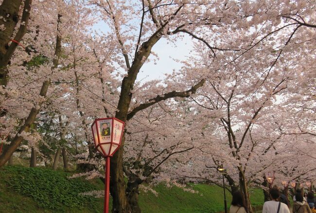 2016春、奥羽の桜(26/38)：4月23日(17)：弘前市(7)：弘前公園、移動中の天守閣