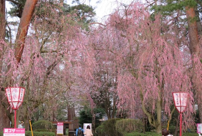 2016春、奥羽の桜(27/38)：4月23日(18)：弘前市(8)：移動中の天守閣、満開の桜