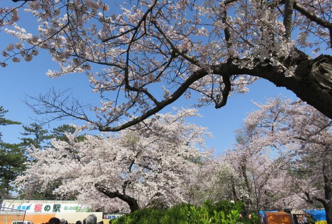 2016春、奥羽の桜(29/38)：4月24日(1)：青森市(1)：青森のホテル、芦野公園の染井吉野
