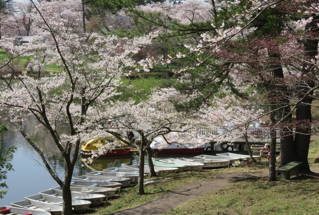 ほぼ満開近くまで咲き揃った、芦野公園の染井吉野の紹介です。芦野公園には、子供の頃にここで遊んだとされる太宰治の銅像や文学碑のほか、津軽三味線に関する碑などもありました。