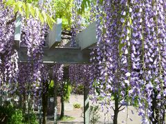 横浜　藤めぐり　三ッ池公園、馬場花木園、三溪園