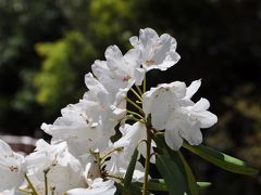 しゃくなげ寺として有名な「福成寺」を訪ねて・・・