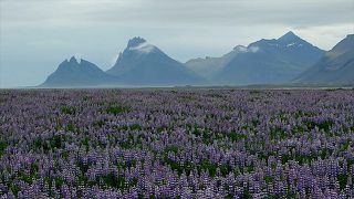 ★夏のアイスランド一周車旅（６）セイジスフィヨルズゥルからヘプン到着