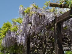 三永水源地の藤棚鑑賞！