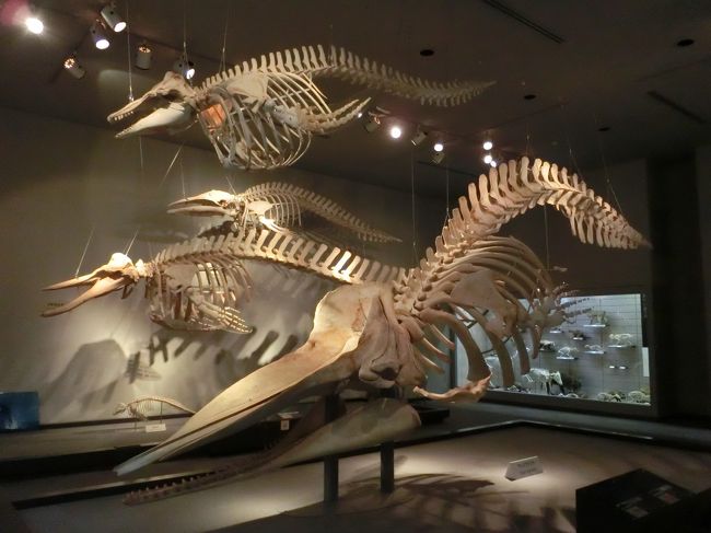 「千葉県立中央博物館」は「千葉市」にある「県立青葉の森公園内」にある「１９８９年（平成元年）」に開館した「房総の自然誌と歴史に関する展示」を行っている「総合博物館」です。<br /><br />写真は「生物の分類展示室」の「クジラの骨」です。