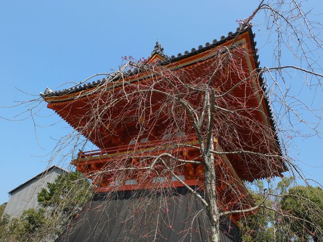 京都の桜を見にいきたくなりました。<br />往復新幹線の個人パックツアーを申し込みましたが、春の京都は混雑極まりなくホテルはほぼ満室。<br />金曜日はなんとか空いていたホテルを予約。<br />土曜日は京都市内がとれずに大阪に宿泊しました。<br />桜の時期は短いですし、毎年賭けですね。<br /><br />１日目は仁和寺、龍安寺、二条城を訪れました。<br />まだ咲き始めでしたが十分楽しめました。