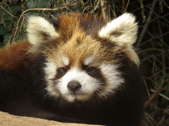 昨年のGWに引き続き今年のGWもカナダとチリの動物園のハシゴです。<br /><br />本当の事を言うと・・・年初は「さすがに2年連続でチリはないな」と思ってカナダを満喫するつもりだったのです。<br />しかし、2月13日のチリ国立動物園からの発表で全てが覆りました!!<br /><br />12月25日、リリィちゃん出産!!<br /><br />チリで生まれた最初のパンダ。<br />メモリアル・リリ太(仮称)に会いに今年もチリへ!!<br /><br /><br />これまでのレッサーパンダ旅行記はこちらからどうぞ→http://4travel.jp/travelogue/10652280