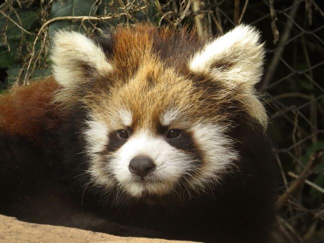 昨年のＧＷに引き続き今年のＧＷもカナダとチリの動物園のハシゴです。<br /><br />本当の事を言うと・・・年初は「さすがに２年連続でチリはないな」と思ってカナダを満喫するつもりだったのです。<br />しかし、２月１３日のチリ国立動物園からの発表で全てが覆りました！！<br /><br />１２月２５日、リリィちゃん出産！！<br /><br />チリで生まれた最初のパンダ。<br />メモリアル・リリ太（仮称）に会いに今年もチリへ！！<br /><br /><br />これまでのレッサーパンダ旅行記はこちらからどうぞ→http://4travel.jp/travelogue/10652280