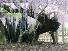 玉敷神社の大ふじを早朝に堪能