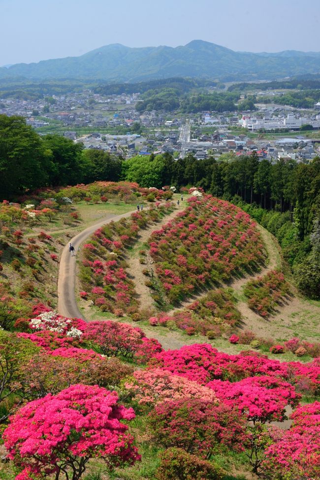 桜の季節も過ぎ去り、気がつけばもうゴールデンウイークに突入。<br />そこでＧＷ前半の５月１日に、日帰りで「笠間つつじまつり」が開催されている茨城県笠間市を訪れてみることに。<br /><br />これまであまりツツジの花には縁がなかったんですが、つつじまつりの会場である「笠間つつじ公園」には、様々な種類のツツジが約8,500本も植えられているんだとか。<br />そこで高速バスに乗り笠間市街に直行し、お祭りが開催されている公園へと足を踏み入れてみると、そこには、小高い山一面に紅いツツジの花が咲き誇り、真っ赤に染まる光景が広がっていました♪<br /><br />他にも、７世紀に創建されたと伝わる「笠間稲荷神社」で藤の花を眺めたり、茨城県最大の陶器市「笠間の陶炎祭」をぶらぶらしてみたり、最後に水戸まで足を延ばして藩校「弘道館」を見学したりと、この日１日、久々の茨城県の旅を満喫することができました。<br /><br />【 旅の行程 】<br />・秋葉原駅 〜 笠間稲荷神社入口バス停 〜 笠間稲荷神社 〜 佐白山観世音寺（正福寺） 〜 笠間つつじ公園/笠間つつじまつり 〜 笠間芸術の森公園/笠間の陶炎祭（ひまつり） 〜 友部駅 〜 水戸駅 〜 弘道館