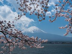 河口湖の富士と満開の桜 終了致しました【河口湖周辺観光情報】富士・河口湖さくらまつり