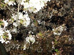 201604岩倉桜祭り