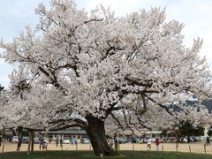 回想　越前花物語  (2016,春)