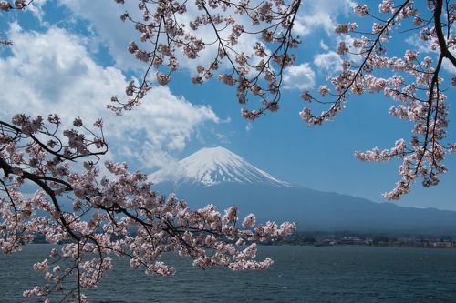 桜と富士山を撮り歩く （2） 河口湖の桜、精進湖の月夜の富士、田貫湖