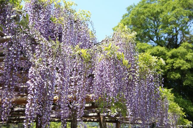埼玉県春日部市牛島にある樹齢１２００年を誇る特別天然記念物の藤を愛でに出掛けました。<br />１２００年の古木が見事な花房を付ける活力の源は、なんと酒粕だそうです。<br />今回は、６年ぶり２度目ですが、藤の花は７〜８分咲きで一番綺麗な状態を楽しむことが出来ました。<br /><br />帰りには、亀戸天神にも寄りましたが、こちらの藤は見頃を過ぎていました。<br />