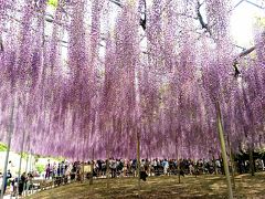 2016年5月 足利日帰り旅行♪あしかがフラワーパークと足利学校♪