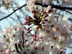 ０１．春の三島の散歩道　みどりと花いっぱい運動　菰池公園　白滝公園