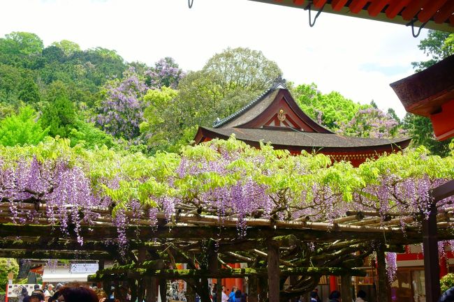 望郷三都物語(3)　二度目の正直　春日大社で満開の藤の花やJR東海CMの巫女さんも見ることができた