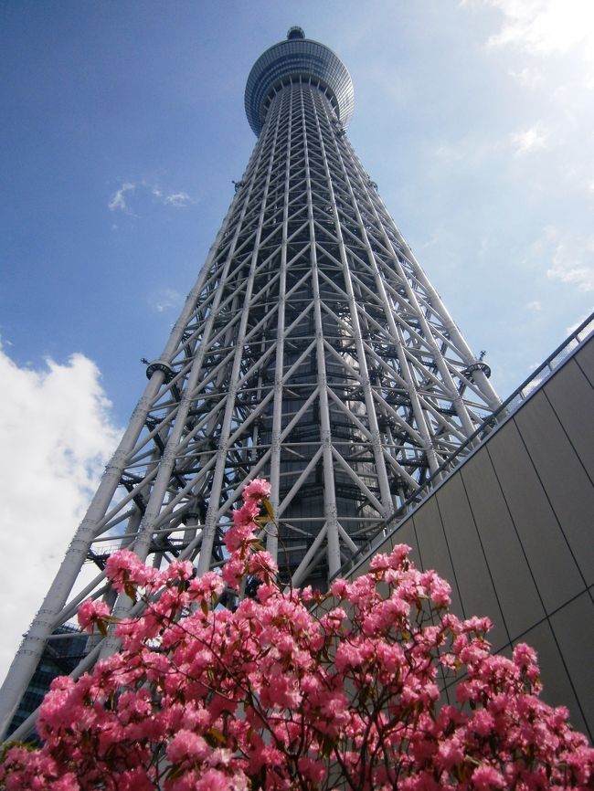 去年、妹と4月にディズニーへ行くことを約束したにゃんこ。<br /><br />家族で話していたら父が久しぶりに東京へ行きたい、と言いだした。<br /><br />ならばいっそのこと4人で東京へ行こう!<br />となり、ひっさしぶりの東京観光&家族4人での旅行。<br /><br />久しぶりすぎて、行きたい所がいっぱいあり、2か月前からプランを考えた結果<br />1日目:浅草→スカイツリー→柴又→東京駅<br /> ホテル:ホテルオークラ東京ベイ<br />2日目:ディズニーシー<br /><br />1日目は東京観光♪<br />おのぼりさんな雰囲気たっぷり!<br />珍道中ながらも久しぶりの東京は楽しい!<br />とっても満足できる旅行でした。
