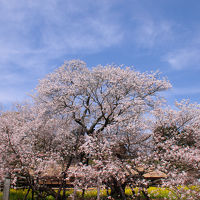 春富士を観に駿河路へ【２】～田貫湖一周と駒止の桜～