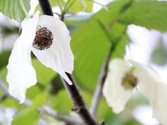 ゴールデンウィークの花めぐり2016＜埼玉県狭山市・智光山公園・都市緑化植物園＞遅かったハンカチノキ！～ボタンから早咲きのバラまで盛春の花がまんべんなくある無料の植物園