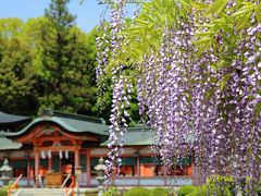 京都を歩く(241) 初夏を彩る花々　梅宮大社の躑躅，西院春日神社の藤