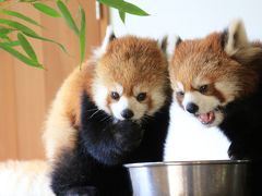 ゴールデンウィークのレッサーパンダ動物園2016＜北陸新幹線で行く長野・茶臼山動物園＞（２）レッサーパンダ特集：屋内運動場の子パンダたち～愛らしくて元気いっぱいなジャジャちゃん・食欲旺盛な可愛いチビッ子ヒカルくんとヒビキくん