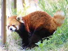 ゴールデンウィークのレッサーパンダ動物園2016＜北陸新幹線で行く長野・茶臼山動物園＞（３）レッサーパンダ特集：可愛い爺ちゃんのキキくん＆美貌は衰えていないセイナちゃん・双子の兄のタイヨウくんそっくりなアンズちゃん＆シンゲン兄ちゃんそっくりなタイヨウくん＆フォトジェニック・サラちゃん＆のんびりマイペースな風鈴ちゃん＆お散歩でないお外ロンくんは初めて！