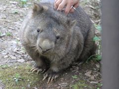 ゴールデンウィークのレッサーパンダ動物園2016＜北陸新幹線で行く長野・茶臼山動物園＞（４）夢中になったシバヤギの赤ちゃん＆ニューフェイスもいるもこもこアルパカ・ペア＆背中をかかれて気持ちよさそうだったウォンバットのスミレちゃん＆久しぶりのアフリカ平原エリアの動物たち等