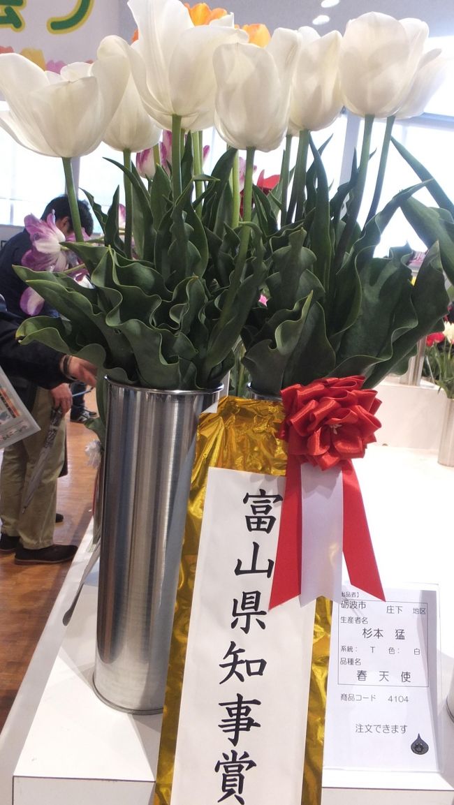 美味しい酒、料理、米、魚。ゆったりした人情。<br />富山にめっきり嵌まり、もう6回目の訪問になりました。<br /><br />去年のGWは城端の曳山祭りをどっぷり楽しみましたが、今年のGWは高岡の御車山(みくるまやま)祭りがメイン。<br /><br />初日は富山市内を散策し、北前船で財を成した廻船問屋のあった「瀬のまち歩き」と「富岩運河環水公園」で癒され、夜は絶対に外せない馴染みの「銀八鮨」で富山湾の美味しい魚介類を堪能。<br /><br />旅行2日目の4月30日は、御車山祭りの宵祭りの日ですが、その前に砺波のチューリップフェアに来ております。<br /><br />☆(1)富山市の観光スポットも見どころ満載!<br />☆(2)富山市内にも観光スポットあります。「富岩運河環水公園」!!<br />☆(3)やはりこの時期なら、砺波のチューリップ!<br />★(4)となみチューリップフェアの観賞を続けております!<br />☆(5)「御車山祭りの宵祭り」と「瑞龍寺ライトアップ」を堪能!<br />☆(6)旅の最終日はいよいよ高岡の御車山(みくるまやま)祭りです!!<br />☆(7)高岡の御車山(みくるまやま)祭りの後編です。