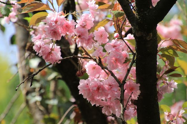 週休２日でカレンダー通りの休日、となると、今年2016年の私のゴールデンウィークは、４月29日（金）の昭和の日の祝日から３日連休、５月３日（火）の憲法記念日の祝日から３日連休、そして通常の５月７日（土）からの土日と、飛び飛びの休日となりました。<br />なので、新幹線を含めて公共交通機関で日帰り圏内のレッサーパンダ動物園詣と、なじみの場所の花撮影散策と交互に出かけることにしました。<br /><br />まずは、ここ数年、この時期に出かけるのが恒例となった、長野の茶臼山動物園です。<br />レッサーパンダ・ファンになって早い時期に遠征するようになった動物園です。<br />年に２〜３回の頻度で出かけて、今回で通算10回目になります。<br />その後、レッサーパンダ遠征範囲を少しずつ広げるようになり、いまや茶臼山動物園は、行き慣れたこともあり、公共交通機関でアクセスするのが不便に思えるところではなくなりました。<br />たとえ、最寄りの篠ノ井駅から動物園まで動物園のシャトルバスに乗らなくてはならなくても。<br />そして開園と同時に動物園に入園するには、篠ノ井駅で45分待ちが発生することになるとしても。<br /><br />慣れた長野行きでも、前回出かけたのは去年2015年11月１日で、半年ぶりになります。<br />なので、やはりアクセス編の記念写真はしっかり撮ったし、おみやげもたくさん買いました。<br /><br />そんなわけで、ゴールデンウィークの最初のお出かけである茶臼山動物園の旅行記は、アクセス編やおみやげ編から開始することにしました。<br /><br />＜2016年度のゴールデンウィークの通算10回目の長野・茶臼山動物園の一日の旅行記のシリーズ構成＞<br />■（１）アクセス・おみやげ編＆八重桜が残る動物園内いろいろ<br />□（２）レッサーパンダ特集：屋内運動場の子パンダたち〜愛らしくて元気いっぱいなジャジャちゃん・食欲旺盛な可愛いチビッ子ヒカルくんとヒビキくん<br />□（３）レッサーパンダ特集：可愛い爺ちゃんのキキくん＆美貌は衰えていないセイナちゃん・双子の兄のタイヨウくんそっくりなアンズちゃん＆シンゲン兄ちゃんそっくりなタイヨウくん＆フォトジェニック・サラちゃん＆のんびりマイペースな風鈴ちゃん＆お散歩でないお外ロンくんは初めて！<br />□（４）夢中になったシバヤギの赤ちゃん＆ニューフェイスもいるもこもこアルパカ・ペア＆背中をかかれて気持ちよさそうだったウォンバットのスミレちゃん＆久しぶりのアフリカ平原エリアの動物たち等<br /><br />茶臼山動物園の公式サイト<br />http://www.chausuyama.com/<br /><br />＜タイムメモ＞<br />05:50頃　家を出る<br />06:40　大宮駅到着<br />06:54　大宮駅発の北陸新幹線はくたか551号に乗車<br />08:06　長野駅に到着<br />08:18　長野駅発のJR篠ノ井線・甲府行に乗車<br />08:30　篠ノ井駅に到着<br />09:15　始発のZooぐるバスに乗車<br />09:25　始発のモノレールに乗車<br />09:30　茶臼山動物園に入園<br />09:35-12:15　レッサーパンダ<br />12:20-12:30　アジアゾウ他<br />12:40-13:10　こども動物園<br />（アルパカ・シバヤギの赤ちゃん・モルモット他）<br />13:10-13:30　写真チェック休憩<br />13:30-13:35　スバーバルライチョウ<br />13:40-14:10　ランチ休憩<br />14:10-15:10　レッサーパンダ<br />15:10-15:15　ハクビシン他<br />15:20-15:45　ウォンバット・ニホンザル<br />15:45-15:55　ニホンカモシカ<br />16:00-16:10　アフリカ平原<br />（キリン・グレビーシマウマ・シロオリックス）<br />16:15-16:20　屋内のアムールトラ・ライオン<br />（写真は撮らず）<br />16:20-16:25　売店で買い物<br />16:30　茶臼山動物園を南口から出る<br />16:35　南口前発の最終のZooぐるバスに乗車<br />16:50頃　篠ノ井駅に到着<br />16:57　篠ノ井駅発のしなの鉄道長野行に乗車<br />17:55　長野駅発の北陸新幹線かがやき510号に乗車<br />（17:34発のはくたか号より８分遅く到着するだけ）<br />18:54　大宮駅着<br />（検索結果より１本前の乗り継ぎの電車に乗車）<br />19:30頃　帰宅<br /><br />※これまでの動物旅行記の目次を作成済。随時更新中。<br />「動物／動物園と水族館の旅行記〜レッサーパンダ大好き〜　目次」<br />http://4travel.jp/travelogue/10744070<br />