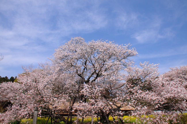 春富士を愛でる旅の二日目は、富士宮へ。<br /><br />まずは浅間大社に参拝し、宿のある田貫湖へと向かい、とりあえず田貫湖を一周。<br />ちょうど桜が見ごろを迎えていて、それは見事だった。<br />富士山も、曇り空ながらはっきりとその姿を見せてくれ、素晴らしい景色に出会えたし。<br /><br />翌日は、宿の送迎車で白糸の滝まで送ってくれるというので利用。<br />予定外で白糸の滝まで観ることができた。<br />そして、最後は『駒止の桜』。<br />通称『狩宿の下馬桜』と呼ばれる頼朝所縁の老桜だ。<br />こちらも満開で、見事な咲きっぷりを見せてくれた。