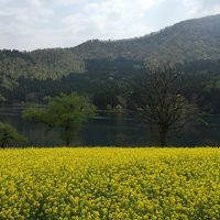 菜の花咲く野沢温泉と北竜湖＆新緑の清津峡