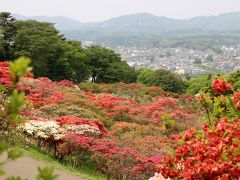 笠間つつじ公園、山一面につつじ燃ゆ・・・