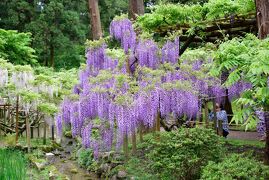 望郷三都物語(4) 「令和」で人気沸騰中！　萬葉植物園で　和歌と満開のフジを愛でつつ　萬葉の世界に浸る